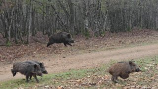 Battues aux gros gibiers  chiens courants  BreizhHunt [upl. by Dinse]