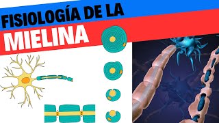 Formación y fisiología de la mielina Neurociencias 7 [upl. by Allemat]