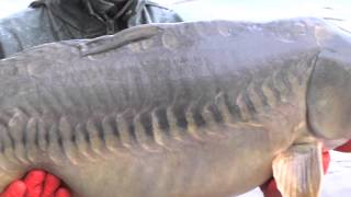 Brocard Small Carp Stocking 2014  Carp Fishing France [upl. by Elbring]