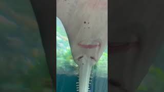 The Majestic Largetooth Sawfish A Critically Endangered Marvel [upl. by Lexi7]