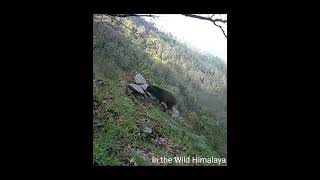 Glimpse Of Serow in Himalyan Forest wildlife himalaya [upl. by Faye590]