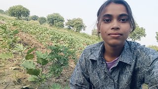 बैगन की खेती🍆🍆Baigan ki kheti kaise karenfarmersupportmychannel viralvideosubscribemychannel [upl. by Emile]