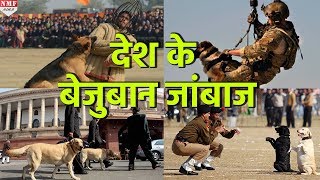 कैसे तैयार होते हैं India army के Dogs  कितनी कठिन होती है ट्रेनिंग [upl. by Donovan81]