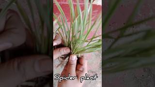 Spider plant propagation reuse plastic box subscribe [upl. by Burnsed554]