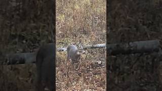 Finkel is Einhorn Einhorn is Finkel hunting comedy AceVentura deer buck MN [upl. by Yerac286]