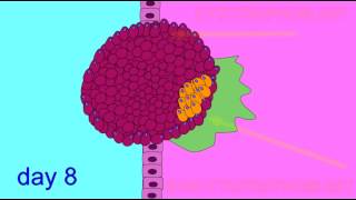 EMBRYONIC DEVELOPMENT TROPHOBLAST [upl. by Ridgley]