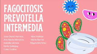 FAGOCITOSIS PREVOTELLA INTERMEDIA [upl. by Alonso]