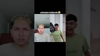 Animales bailando shortvideo viral [upl. by Anneyehc]