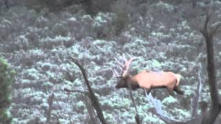 375 inch Arizona Bull elk [upl. by Vere353]