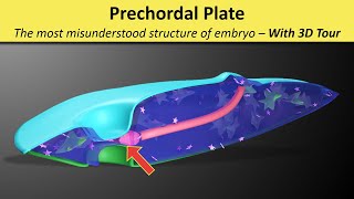 Prechordal Plate Prochordal Plate  Prechordal Mesoderm  Oropharyngeal membrane [upl. by Hashim]