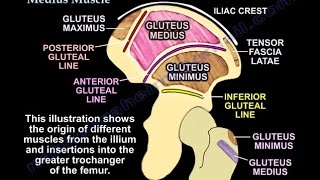 The Gluteus Medius Muscle  Everything You Need To Know  Dr Nabil Ebraheim [upl. by Aniar]