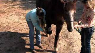 Equine Chiropractic Care [upl. by Enalahs]