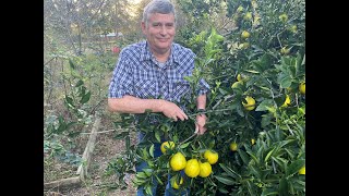 Garden and Orchard tour of Citrus Brassicas and watermelon vines [upl. by Westbrooke]