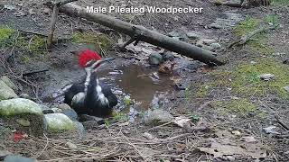 Pileated Woodpecker Bathing [upl. by Melody]