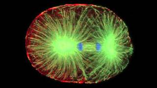 Confocal Microscope [upl. by Blakelee246]