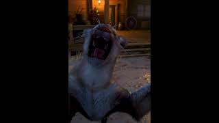 Cougar attacks Beechers Hope in Red Dead Redemption 2 [upl. by Naliorf]