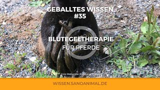 GEBALLTES WISSEN 35 Blutegel beim Pferd  Wunderwaffe oder igitt [upl. by Cooper585]