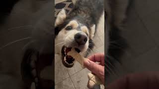 The huskies say the medium milk bones hit different husky siberianhusky dogtype dog [upl. by Watkin]