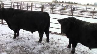 Lowline Angus Calves and Bulls [upl. by Bixler]