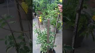 Another simple trellis ideas for climbing plants [upl. by Laddy]