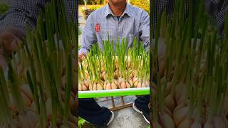 Use this seedling tray to plant garlic seedlings they grow fast and the roots wont rot 水培芽苗菜自己种菜 [upl. by Oeflein]