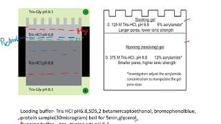 SDS PAGE  PAGE Principle of SDS PAGE Functions of chemicals used in SDS PAGE [upl. by Aicilla]