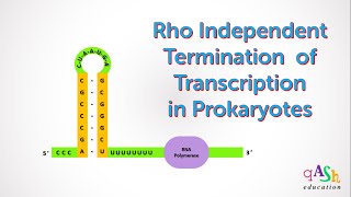 Rho Independent Termination  Transcription in Prokaryotes  Molecular Biology  Biotechnology [upl. by Ayikan916]