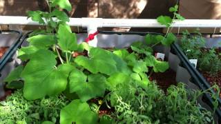 Aquaponics in Arizona Pt3  pH Levels and the Nitrification Process [upl. by Wende335]