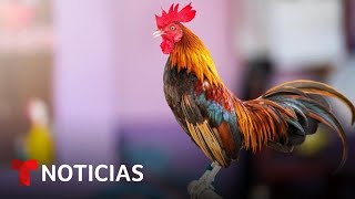 Así es el negocio negro de las peleas de gallos en EEUU  Noticias Telemundo [upl. by Aicnetroh]