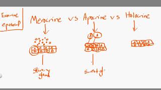 merocrine vs apocrine vs holocrine [upl. by Richy]