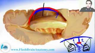 Ventricular System and Brain Ventricles Anatomy [upl. by Kacie]