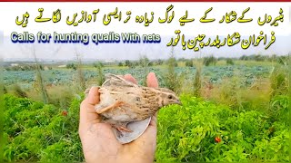 Quail hunting Tips use this sound to Trap Quails  Bater ki awaaz new [upl. by Timothy]