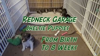 Sheltie Puppies From Birth to 8 Weeks  The Journey  Shetland Sheepdog [upl. by Cuthburt509]