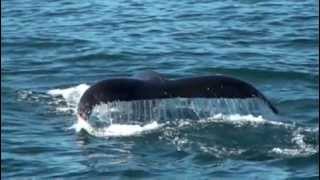 Whale Watching Hermanus  South Africa [upl. by Esekram]