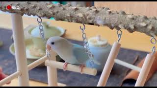 Bird Cage Accessories Bird Perch Standing Perches China Manufacturer birds birdslover [upl. by Dorrie415]