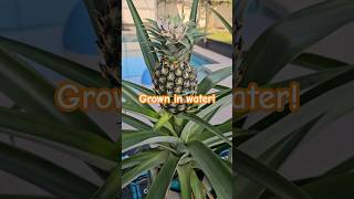 Hydroponically Grown Pineapples pineapple hydroponics homegarden easy water nutrients wow [upl. by Ozmo]