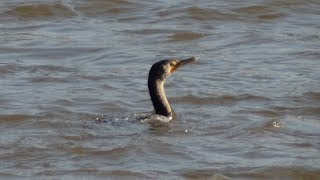 Cormorants swimming and diving in water [upl. by Mayberry]