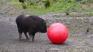 Muskox calf plays with big ball at zoo [upl. by Attenol]