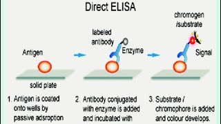 DIRECT AND INDIRECT ELISA  Enzyme linked Immunosorbent Assay [upl. by Yelyab]