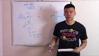 USMLE Immunology 2 B cells and Immunoglobulins [upl. by Ayouqes]