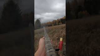 PA Pheasant Hunting Flushing a big rooster pheasanthunting rooster weatherby birdhunting [upl. by Naman]