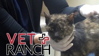 Lovable Cat Saved from Euthanasia [upl. by Sorel40]