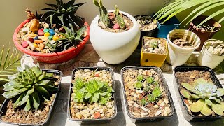 गर्मियों में आप अपने सैक्यूलेंट को कैसे बचाये लंबे समय तक ।how to care succulents plant in summer [upl. by Drugi88]