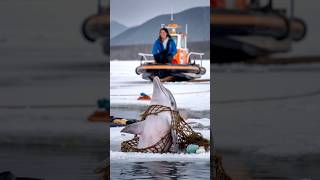 A critically injured dolphin trapped in an old net pleaded with a sailor to save its life seal [upl. by Abisha]