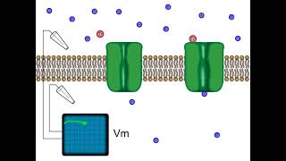 Neurotransmitter receptor ligandgated ion channel animation [upl. by Halueb]