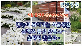 은배초은잔화 꽃길 만들기 셀프 울타리 만들기 5월 둘째주 정원 [upl. by Artemis565]