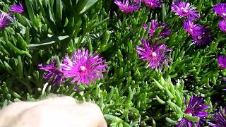 Ice Plant Propagation  Delosperma Cooperi  in 3 steps Bouturage en 2 mn [upl. by Neibaf954]