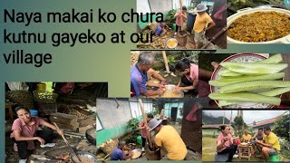 Sikkim village life Naya makai ko chura kutnu gayeko at our village [upl. by Yellek]