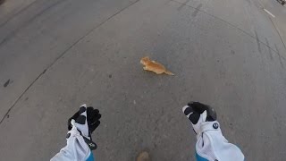 Watch a Motorcyclist Rescue Frightened Kitten from Busy Intersection [upl. by Aihsekel]