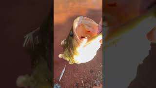 fishing bassfishinglife 25thjune bassfishing june25 fish catfish carp [upl. by Adihaj299]